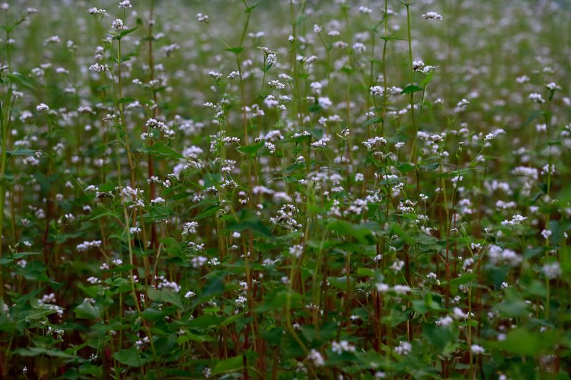 From Bluegrass To Wildflowers, Iowa Yards Are Going Native