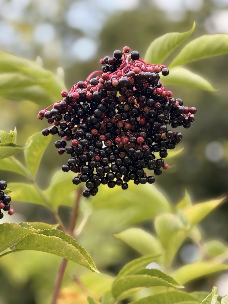 From White Blooms To Dark Berries In Just Weeks From White Blooms To Dark Berries In Just Weeks