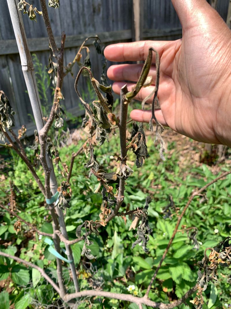 Frost Can Damage Immature Persimmon Fruit Frost Can Damage Immature Persimmon Fruit