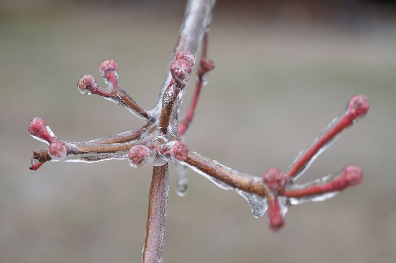 Frost Damage Becomes Likely On Fresh Cuts