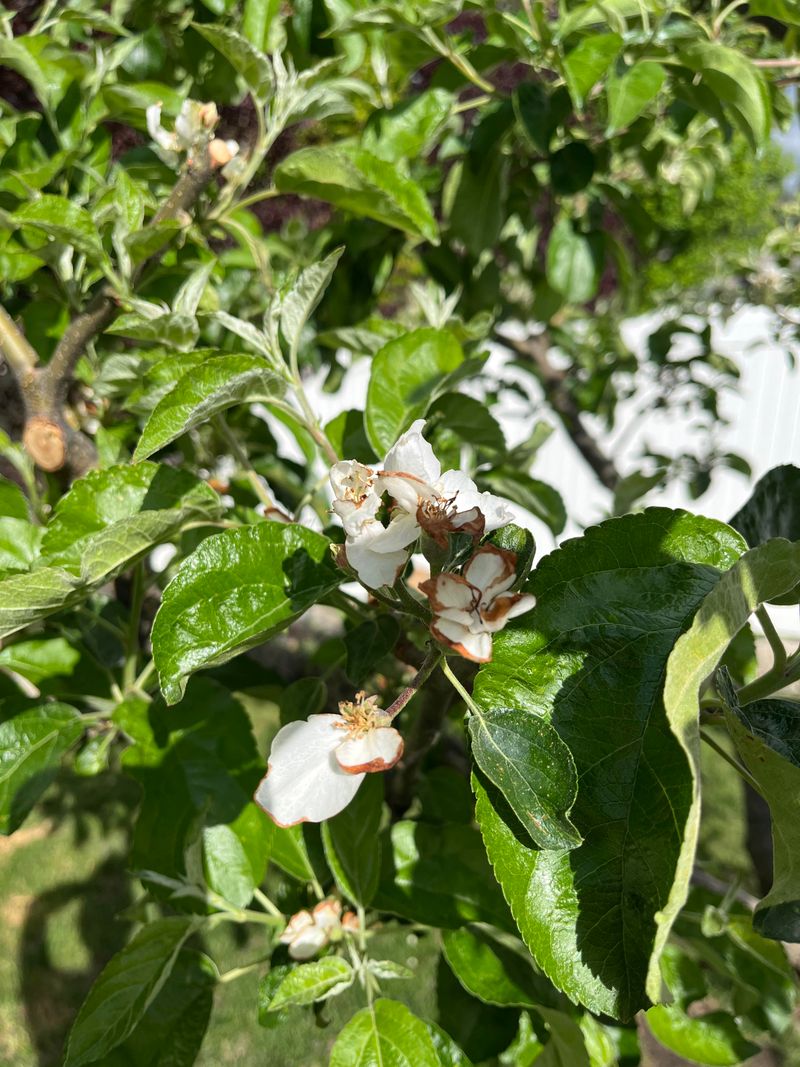 Frost Damage Hits Blossoms Before Bees Arrive