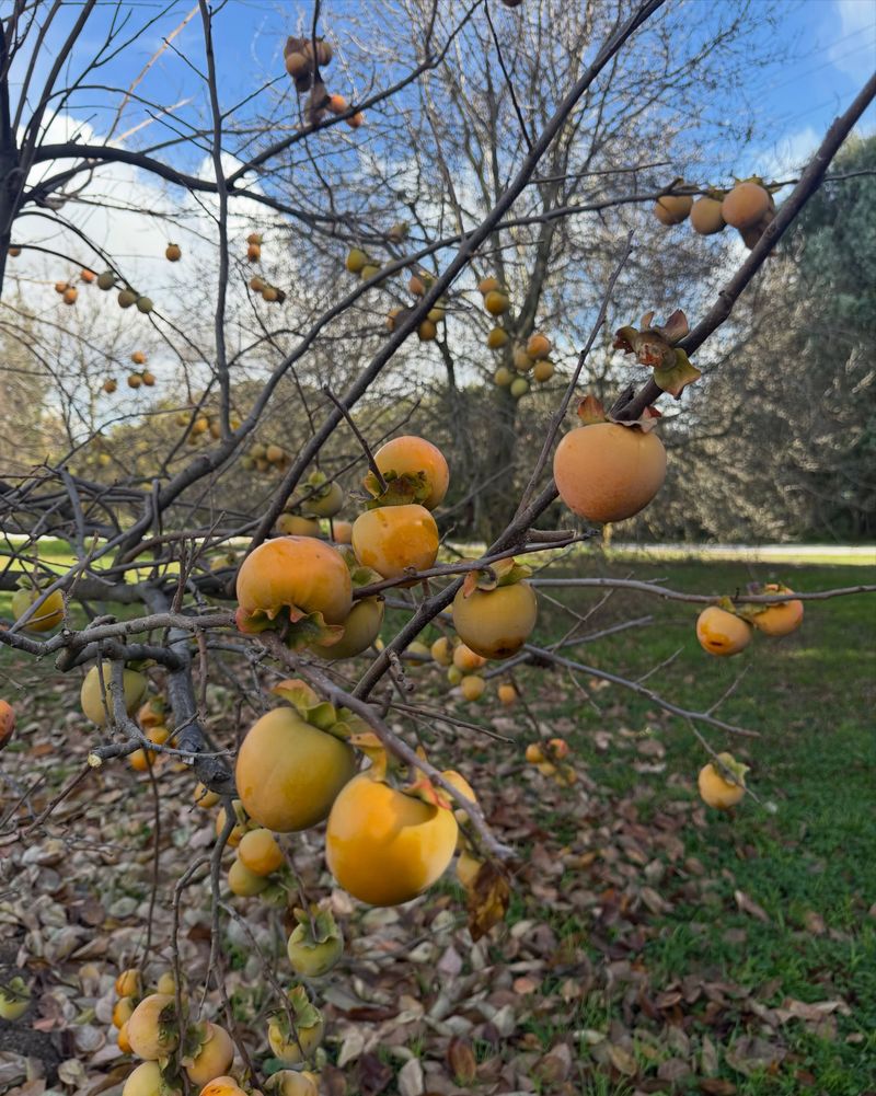 Frost Is Not The Signal Your Persimmons Need Frost Is Not The Signal Your Persimmons Need