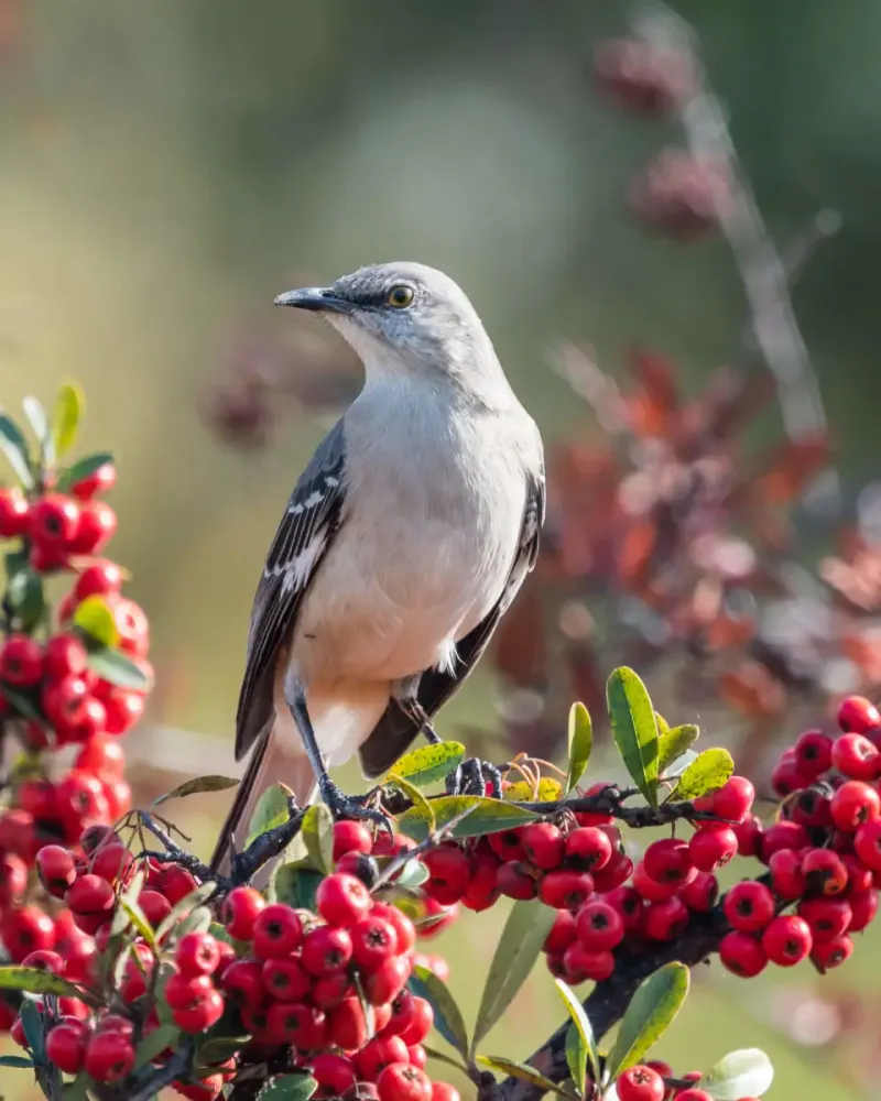 Fruit And Cover Matter During Nesting Season Fruit And Cover Matter During Nesting Season