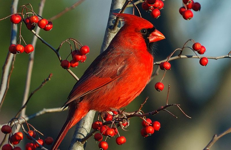 Fruit And Wild Seeds Keep Them Foraging Nearby