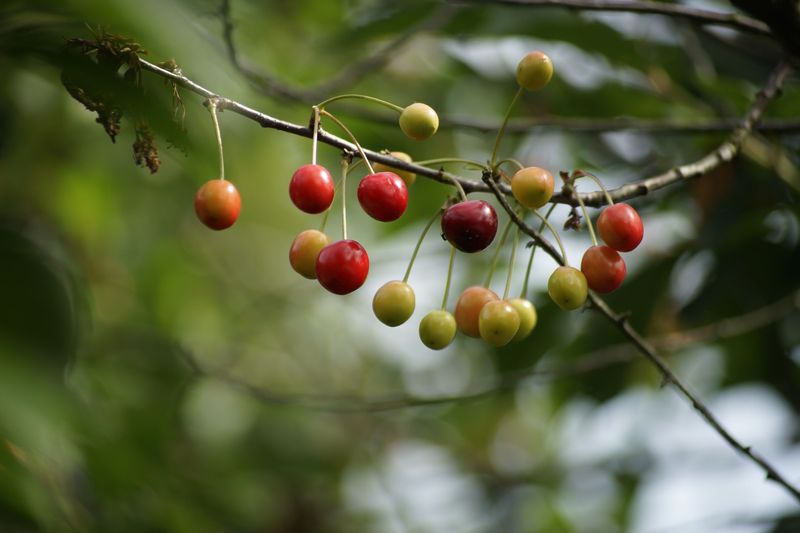 Fruit-Bearing Often Takes Years To Actually Begin