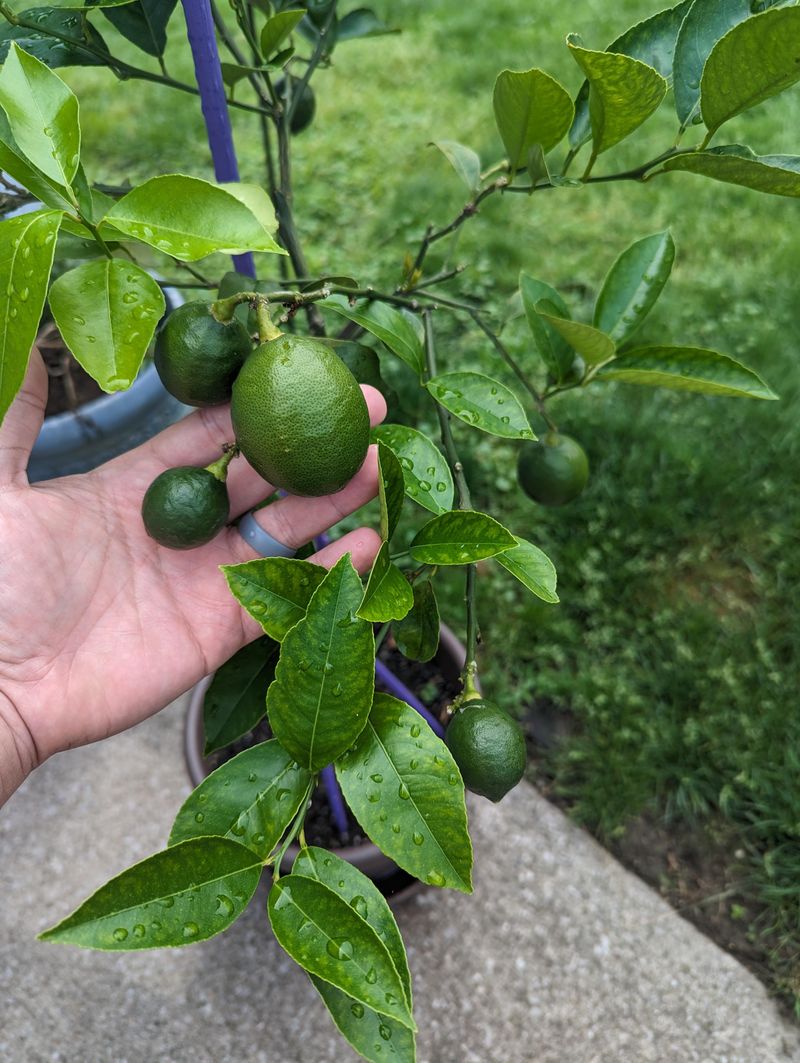 Fruit Can Be Ready Before It Looks Ready