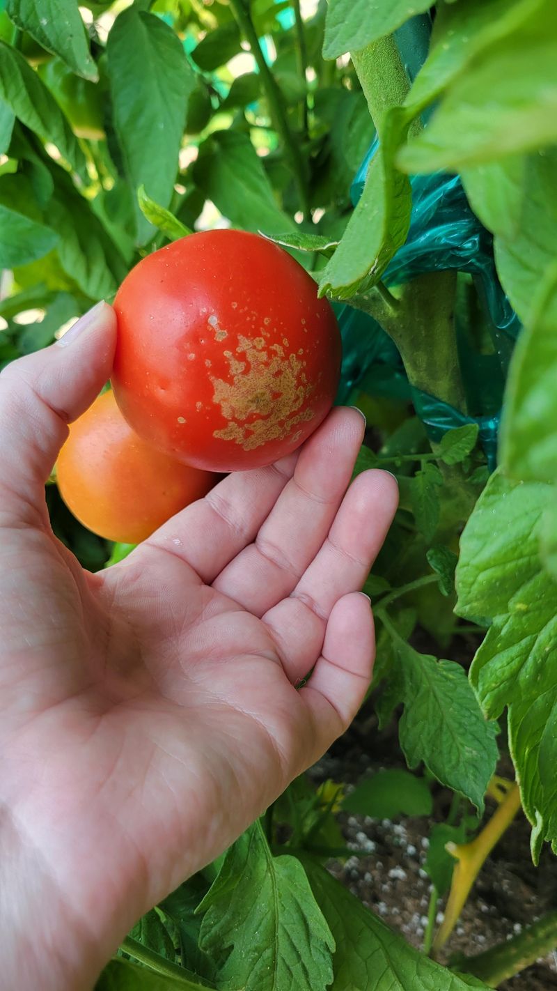 Fruit Can Develop Russeted Patches