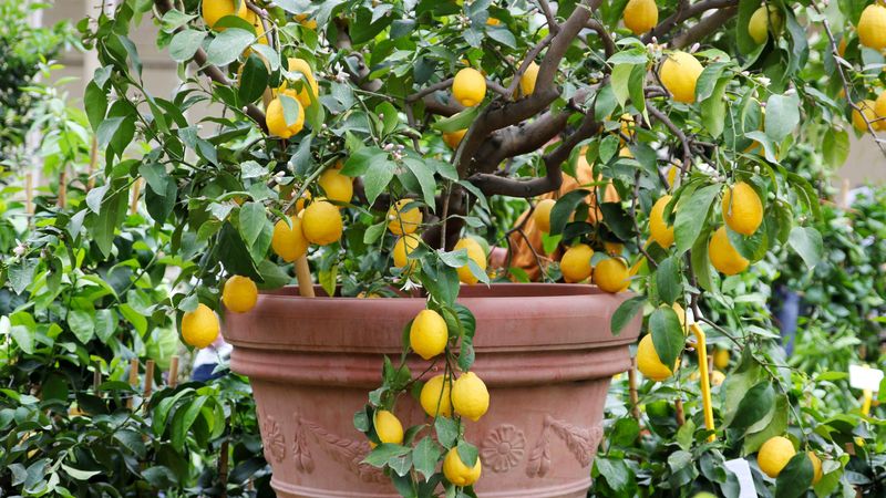 Fruit Loaded Branches Need Extra Protection Fruit Loaded Branches Need Extra Protection