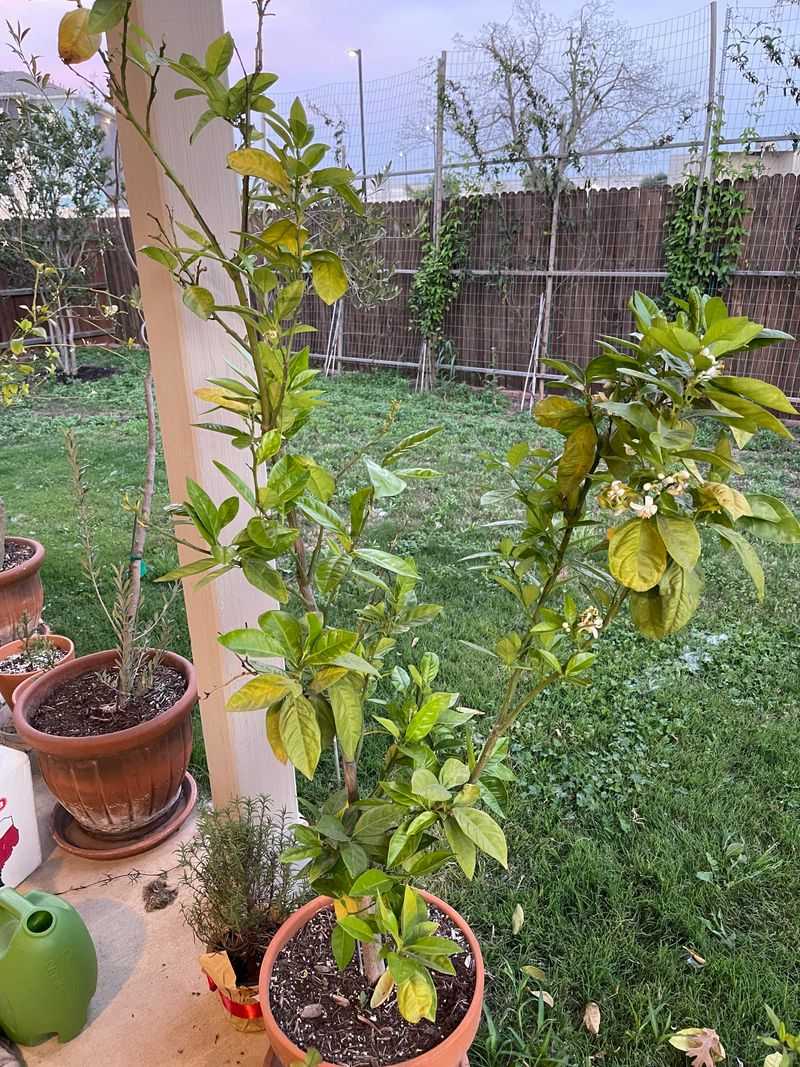 Fruit Production Can Slow As Roots Get Crowded Fruit Production Can Slow As Roots Get Crowded