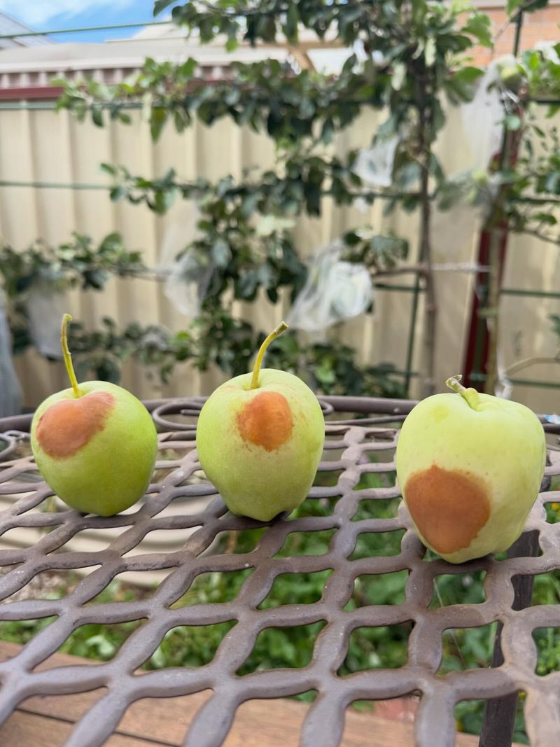 Fruit Showing Sudden Sunburn Spots Fruit Showing Sudden Sunburn Spots