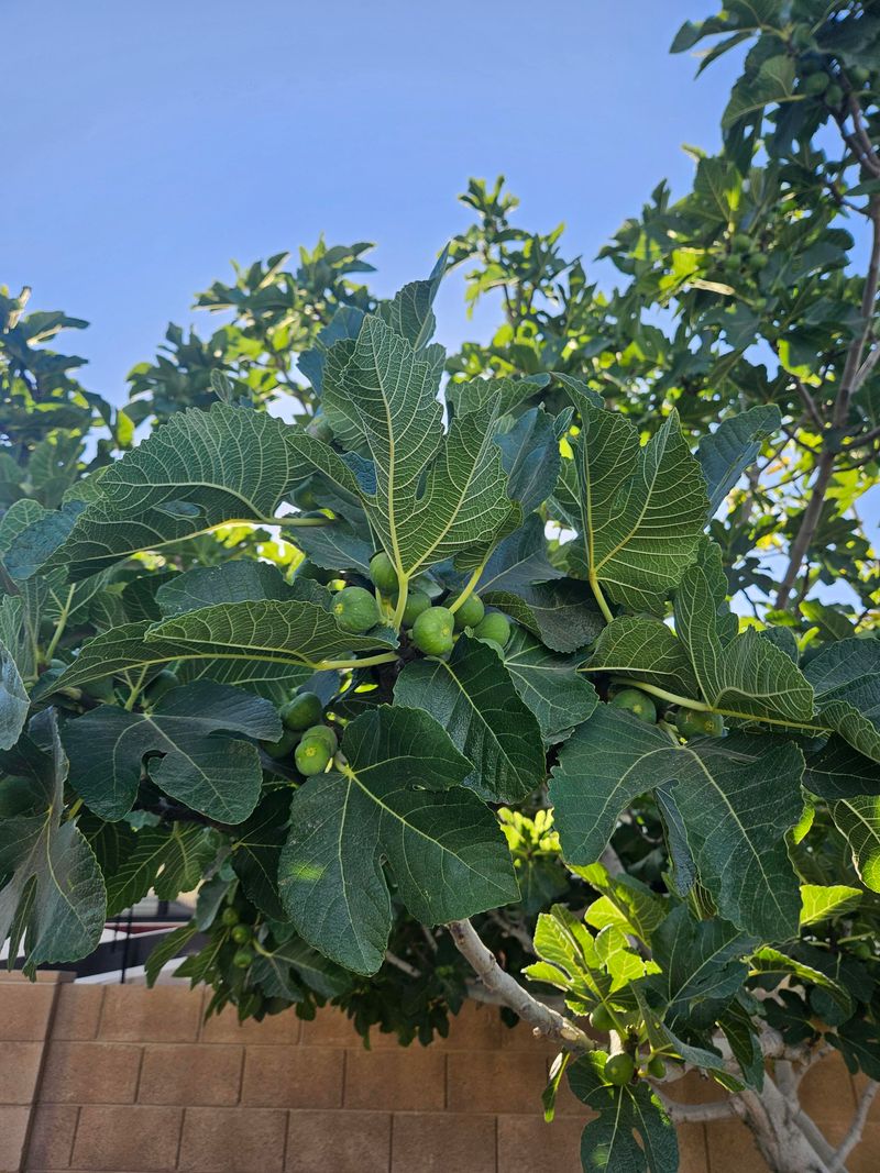 Fruit Trees That Need To Slow Down, Not Speed Up