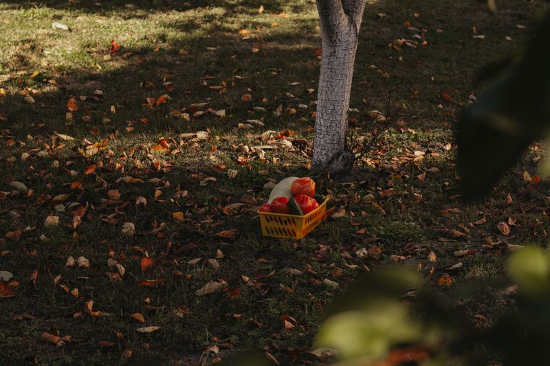 Fruit Trees Fruit Trees