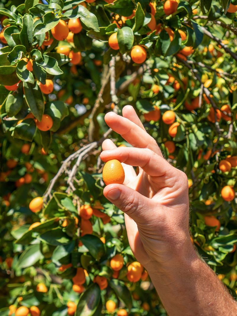 Fruit You Can Pick And Eat Without Peeling Fruit You Can Pick And Eat Without Peeling