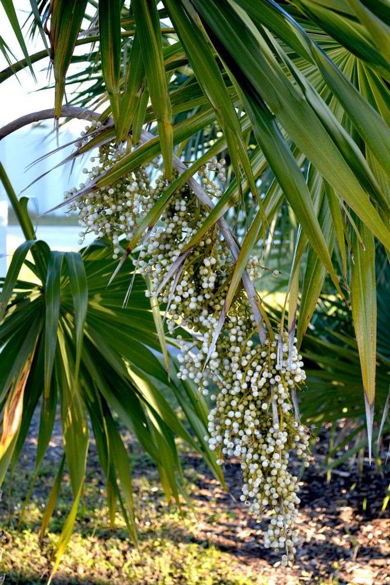 Fruiting Palms Feed Rodents That Snakes May Follow