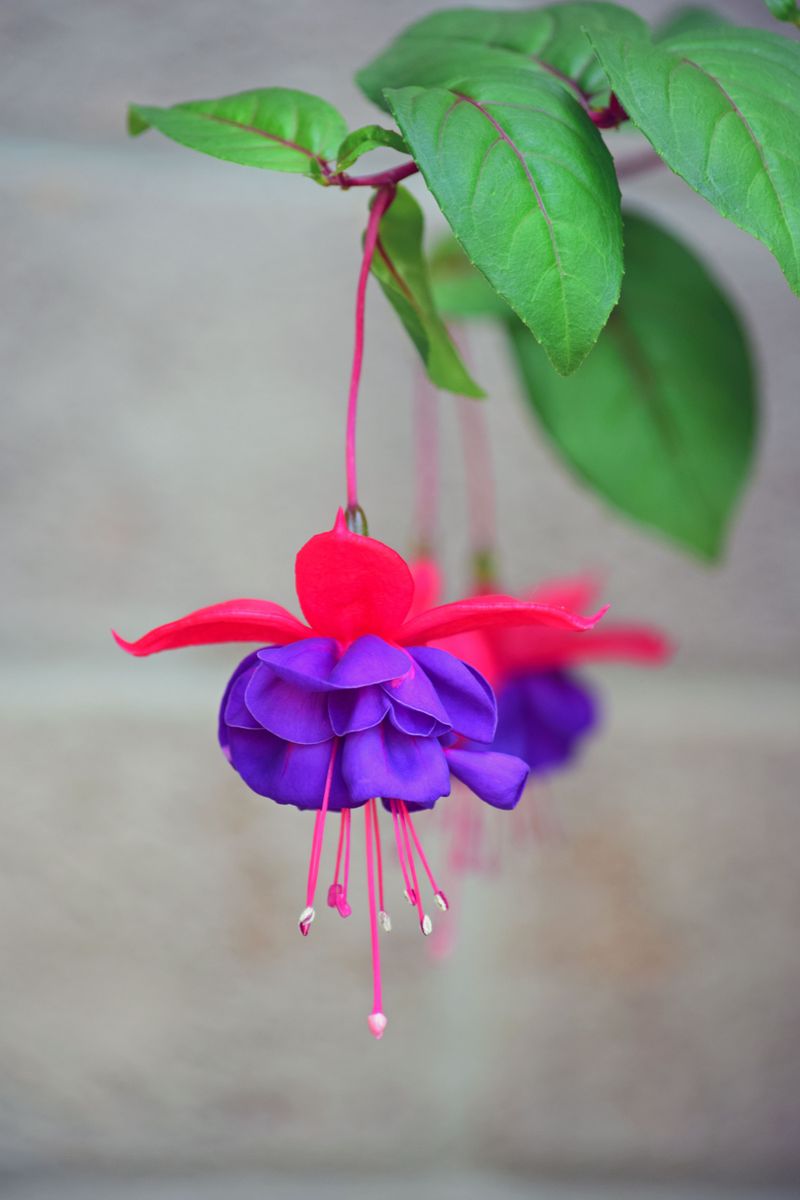 Fuchsia Fuchsia