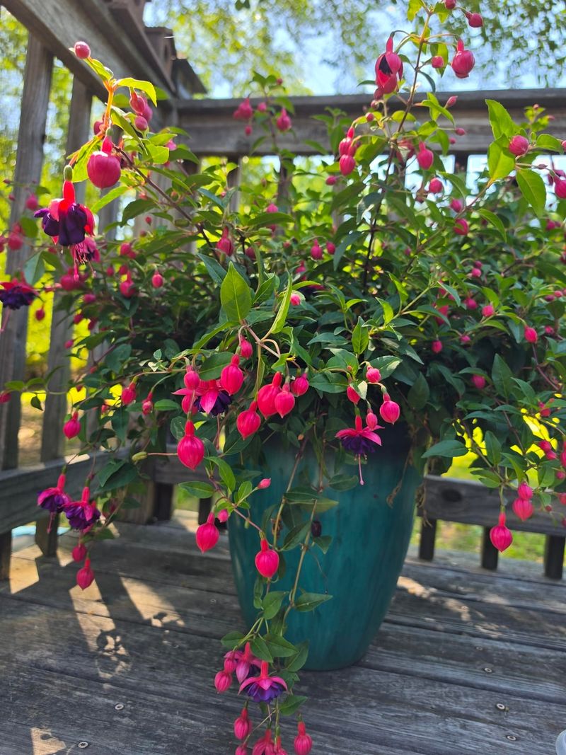 Fuchsias Loving Cool Porches And Filtered Light Fuchsias Loving Cool Porches And Filtered Light