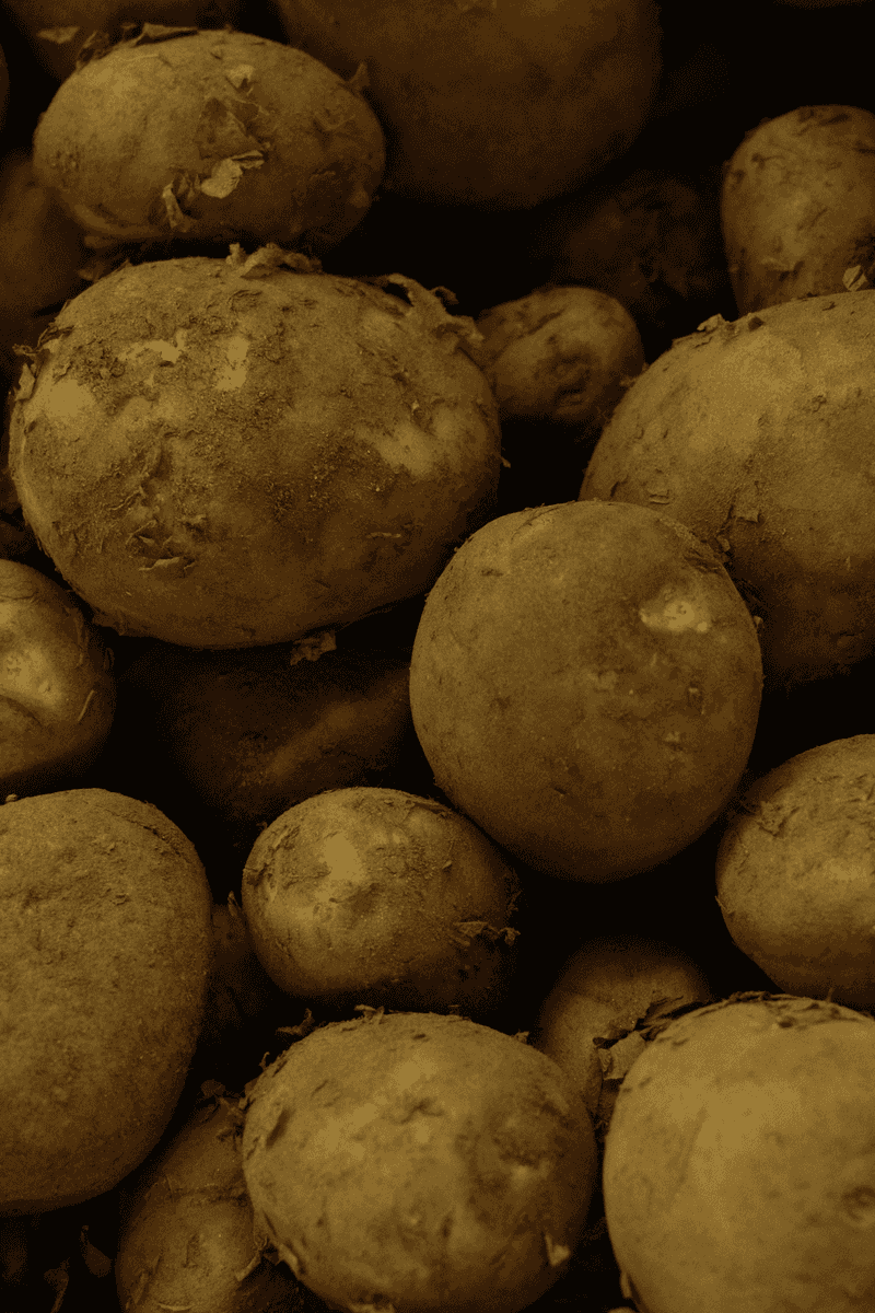 Full Maturation Allows Starches To Develop Full Maturation Allows Starches To Develop