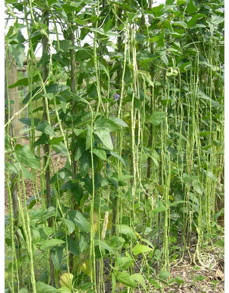 Full Sun And A Sturdy Trellis Support Strong Growth