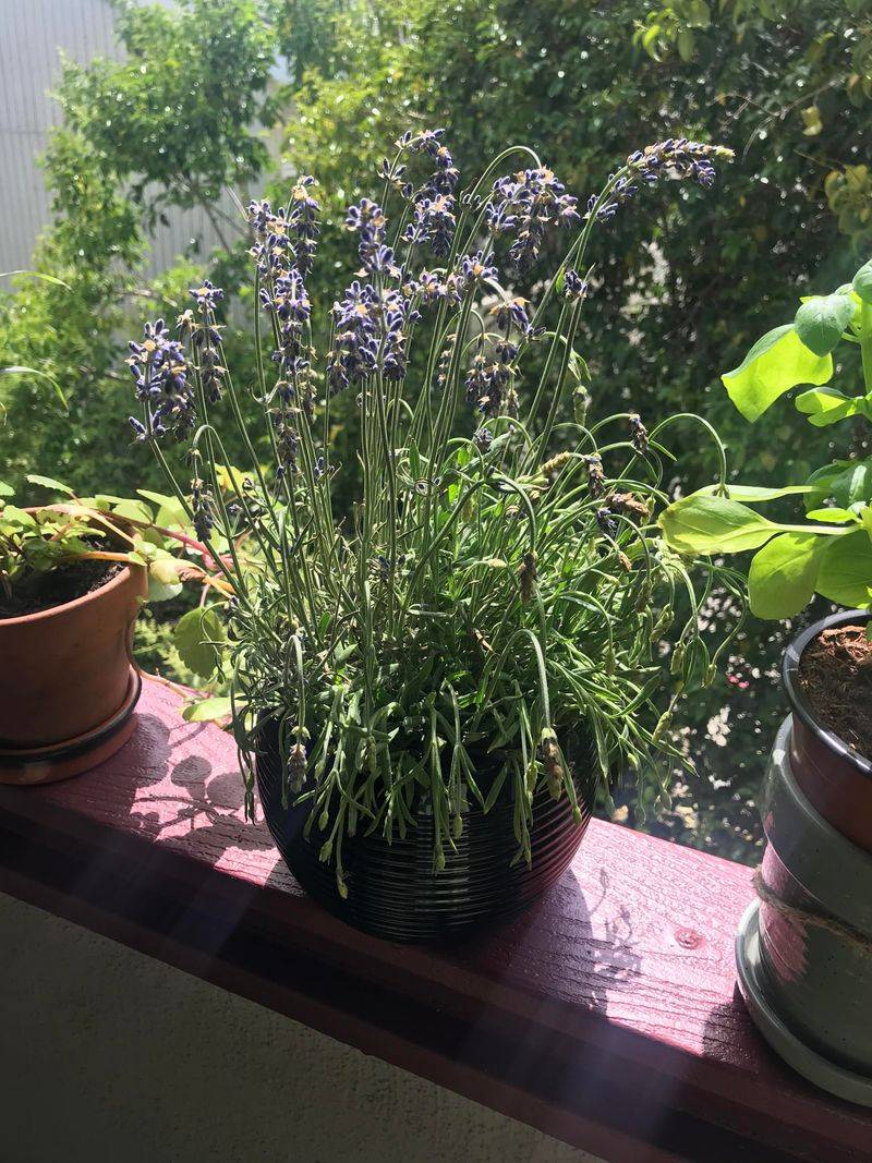 Full Sun Bringing Out The Strongest Fragrance Full Sun Bringing Out The Strongest Fragrance