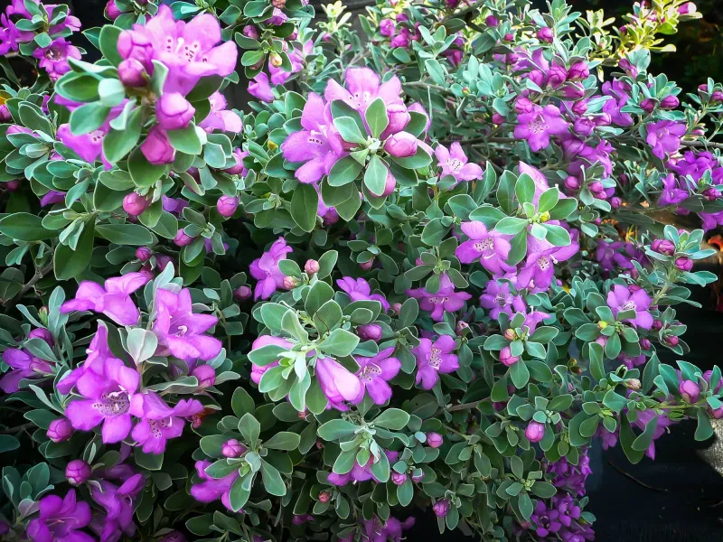 Full Sun Brings Out Its Best Growth