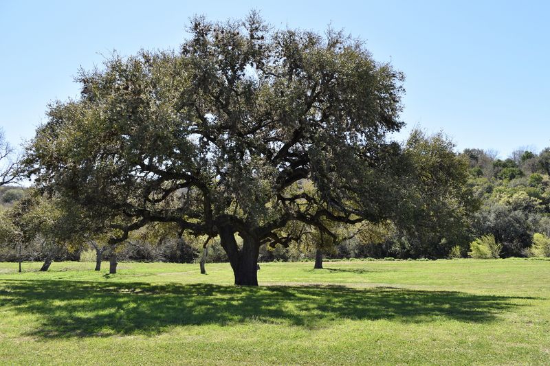 Full Sun Encourages Strong Canopy Development And Growth Full Sun Encourages Strong Canopy Development And Growth