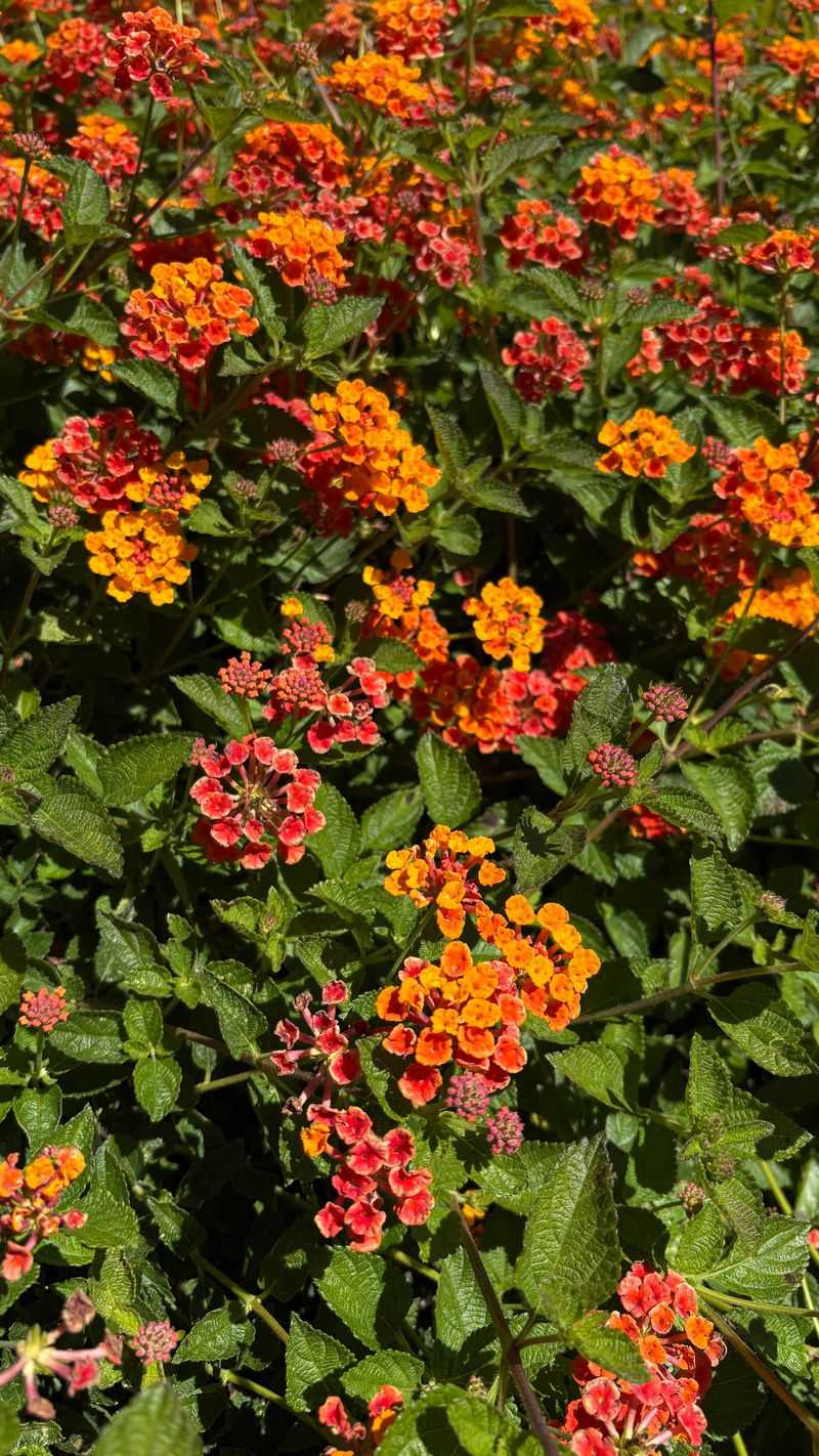 Full Sun Exposure Barely Slows This Resilient Plant Down Full Sun Exposure Barely Slows This Resilient Plant Down