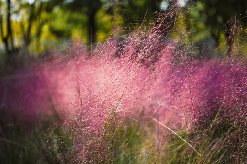 Full Sun Exposure Brings Out Its Signature Pink Haze