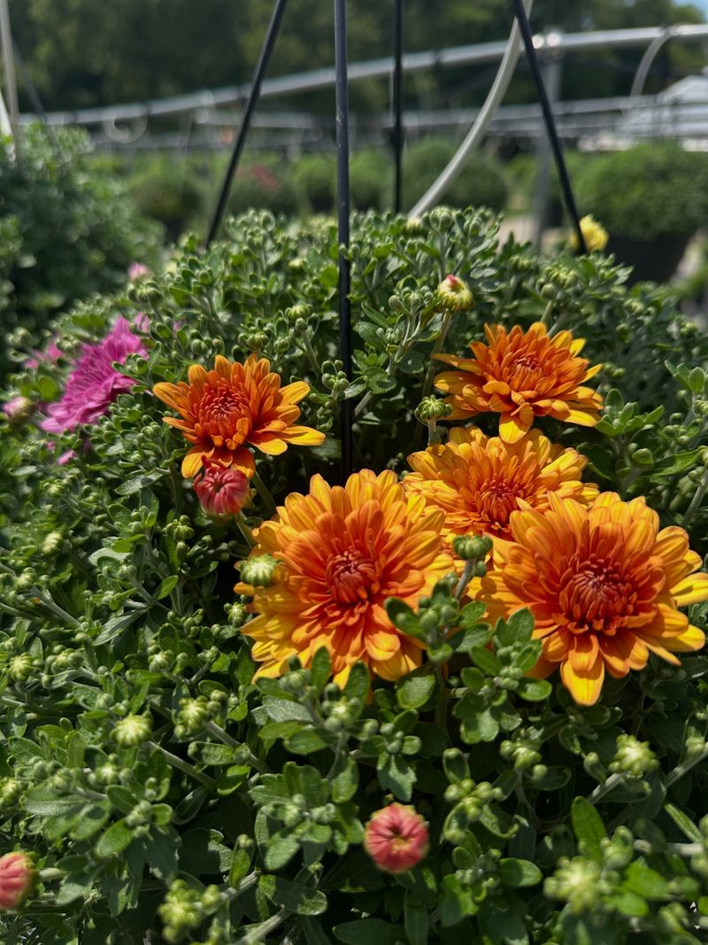 Full Sun Gives Mums The Light They Need