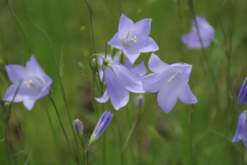 Full Sun Gives This Bluebell A Very Different Garden Role