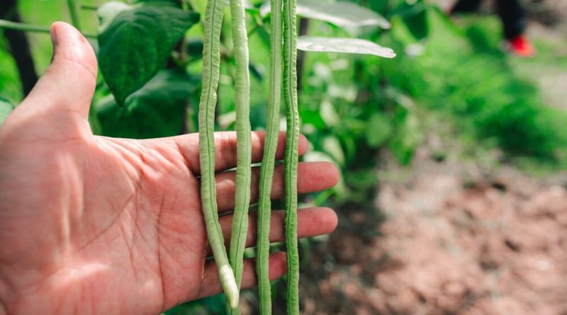 Full Sun Gives This Southern Pea The Season It Wants