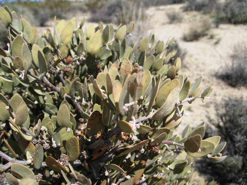 Full Sun Helps Keep Its Growth Dense