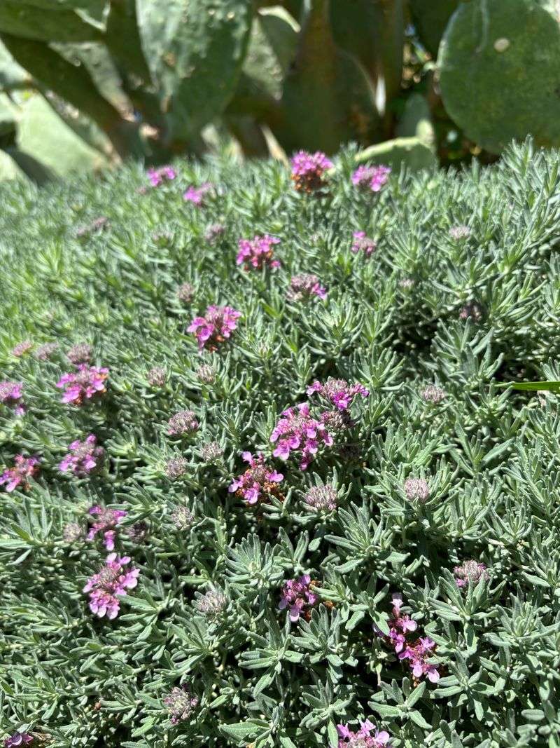 Full Sun Helps This Groundcover Stay Dense And Compact