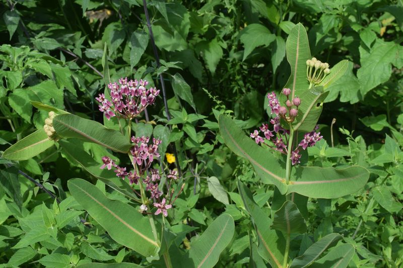 Full Sun Helps This Prairie Species Settle Into Its Natural Role