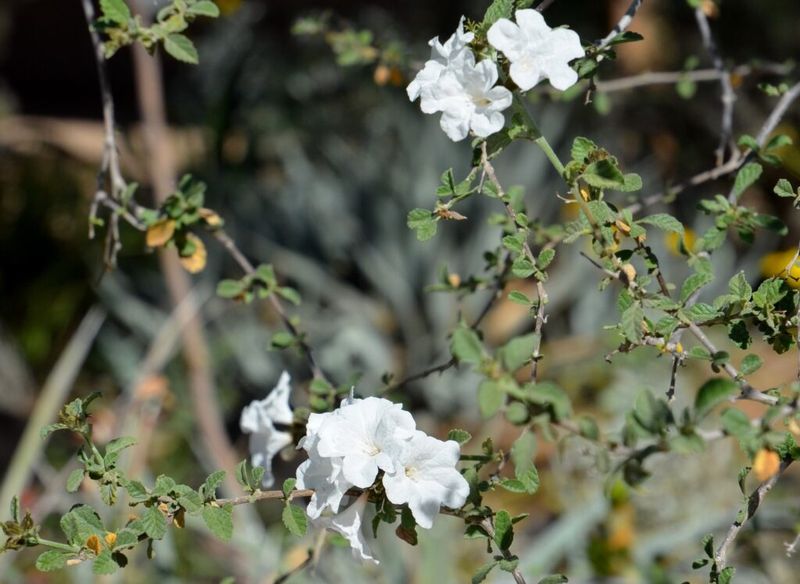Full Sun Helps This Shrub Grow Well Full Sun Helps This Shrub Grow Well