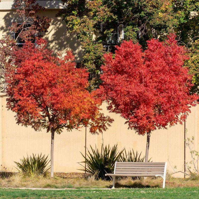 Full Sun Helps This Tree Settle In