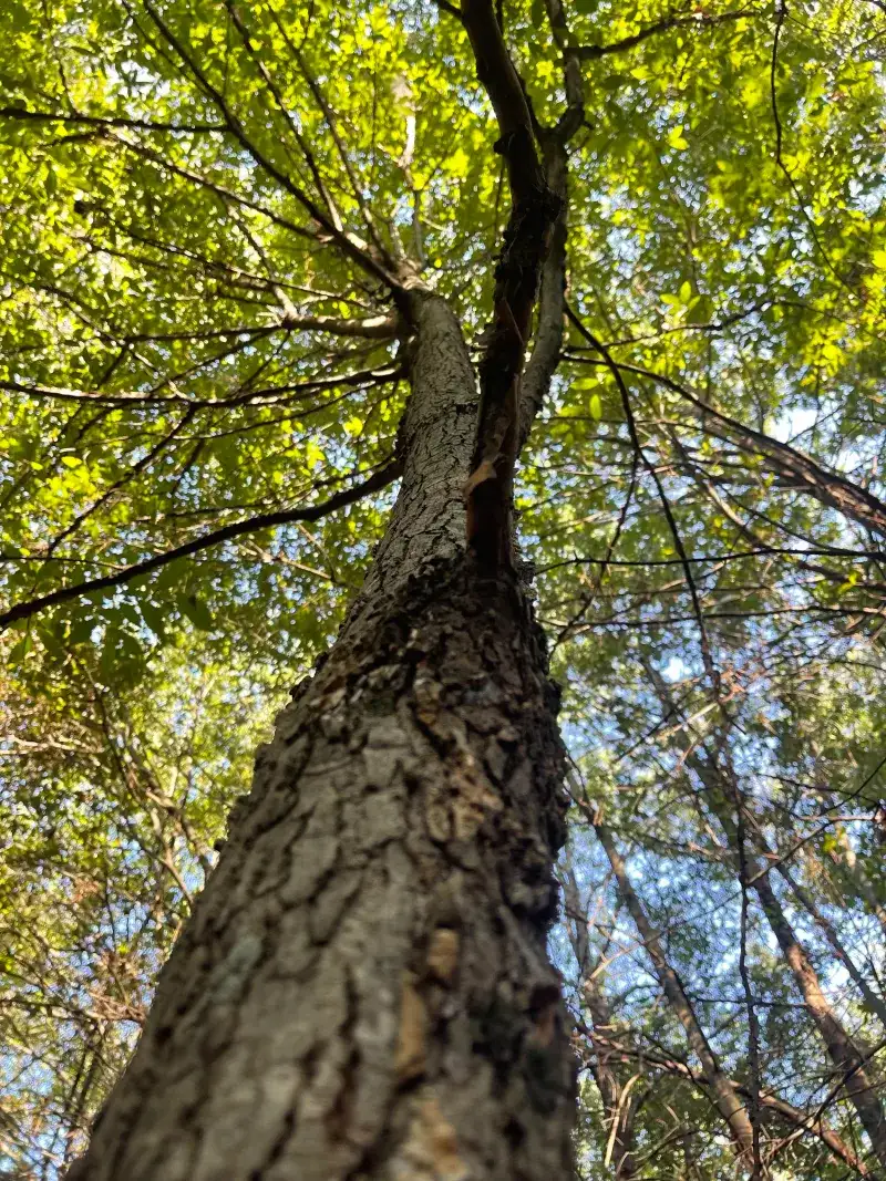 Full Sun Is Exactly Where This Native Tree Wants To Grow
