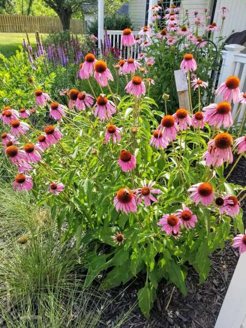 Full Sun Keeps Flowers Coming Full Sun Keeps Flowers Coming