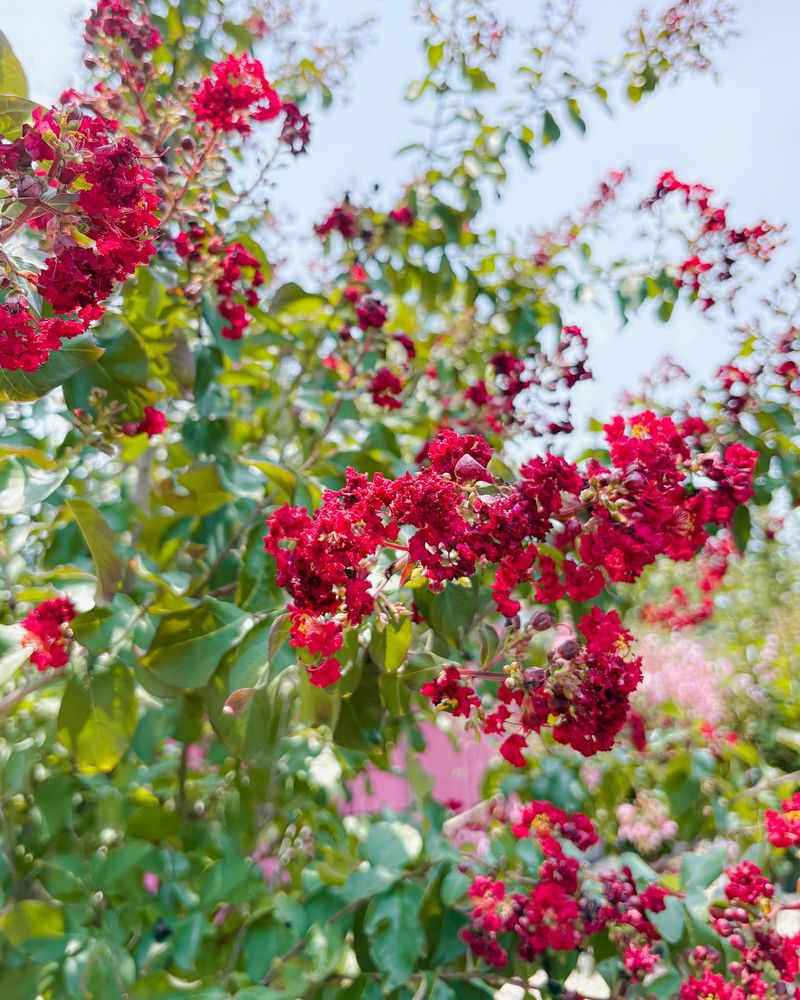 Full Sun Keeps New Flowering Growth Moving