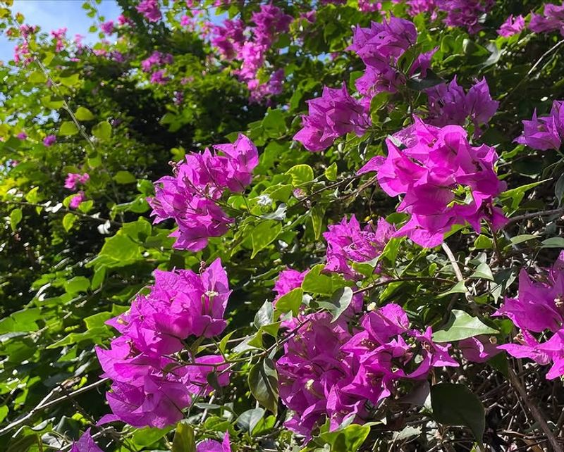 Full Sun Keeps Plants Blooming Their Best Full Sun Keeps Plants Blooming Their Best
