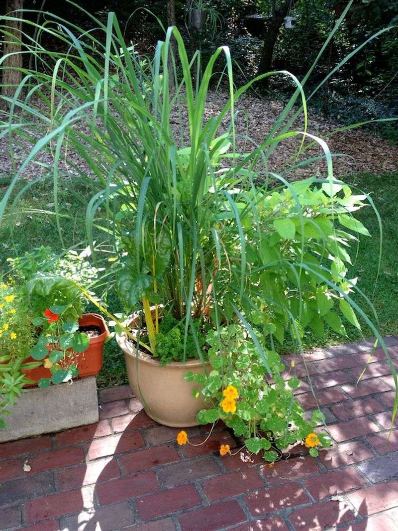 Full Sun Keeps Plants Growing Strong Full Sun Keeps Plants Growing Strong