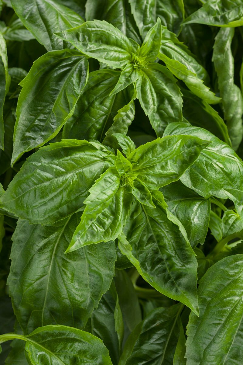Full Sun Keeps This Resistant Basil Growing Strong