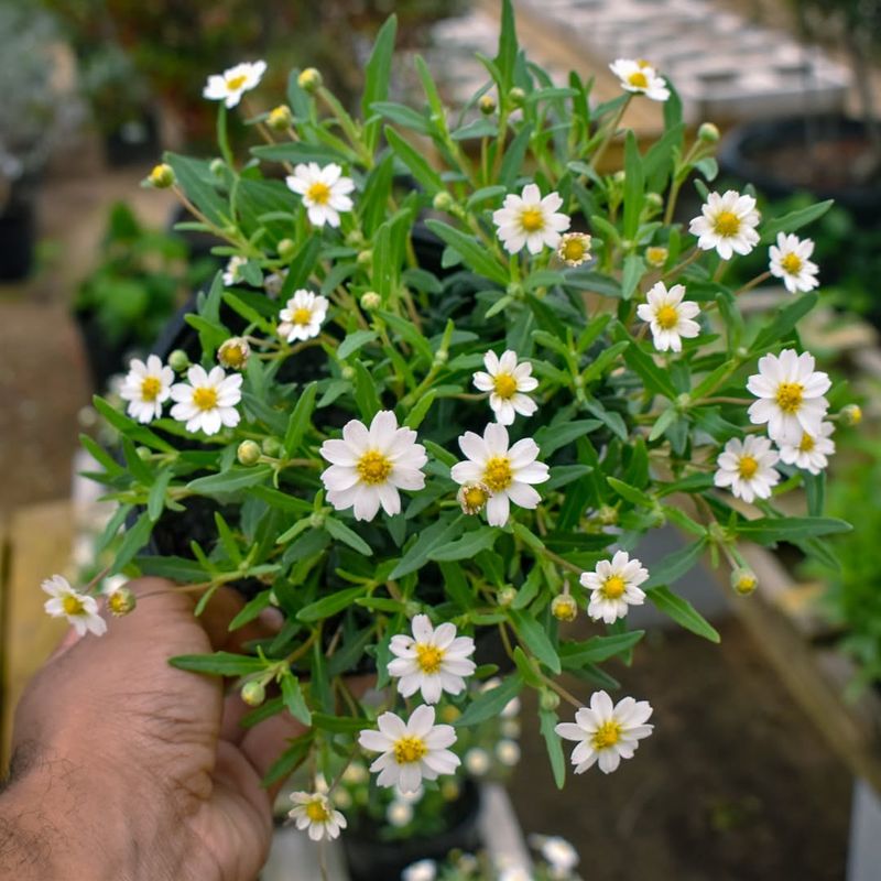 Full-Sun Locations Produce More Flowers