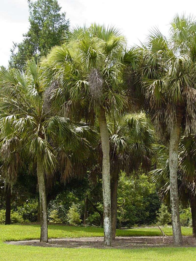 Full Sun Makes The Classic Palm Look Stand Out