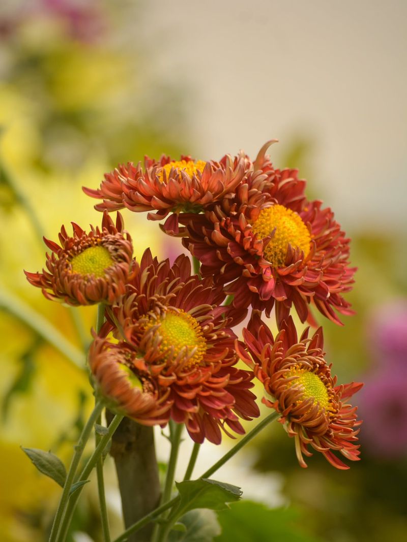 Full Sun Produces More Fall Flowers