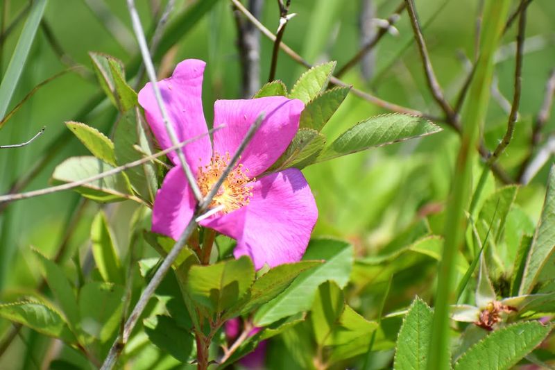 Full Sun Produces The Most Flowers