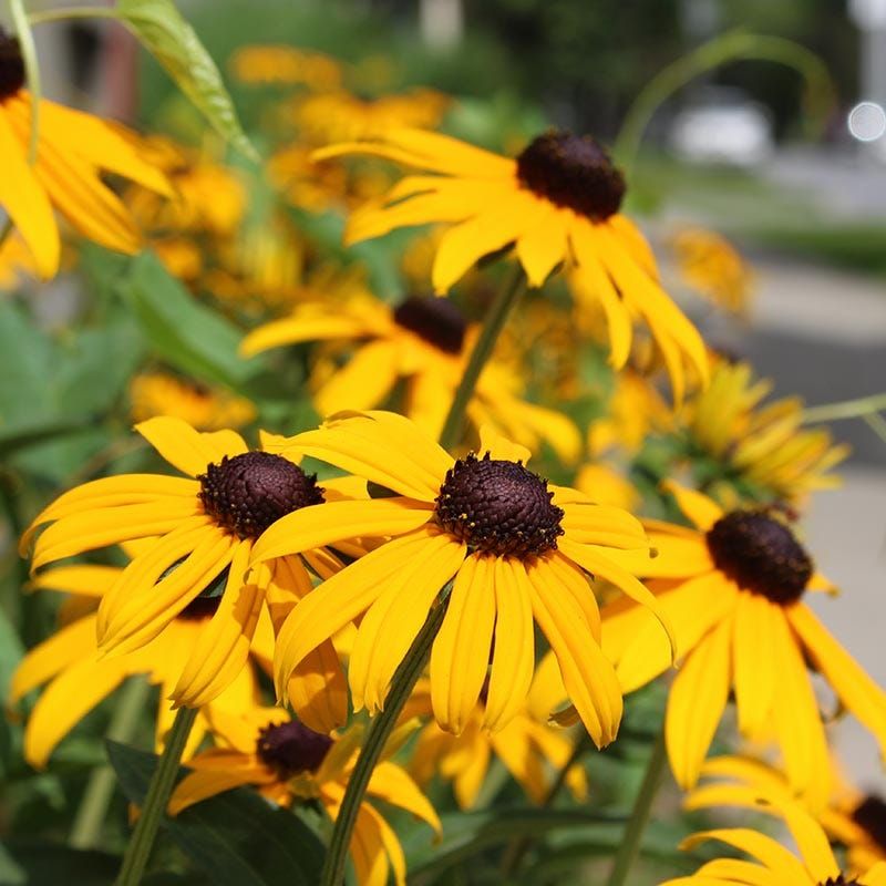 Full Sun Supports A Strong Summer Flower Display