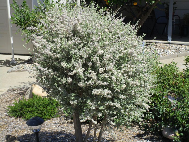 Full Sun Supports Healthy Growth And Flowers