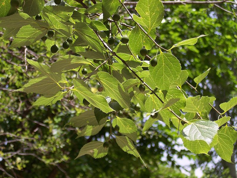 Full Sun Supports Healthy Growth Full Sun Supports Healthy Growth