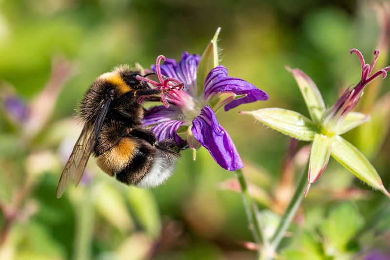 Funding Aims To Reverse The Bee Decline