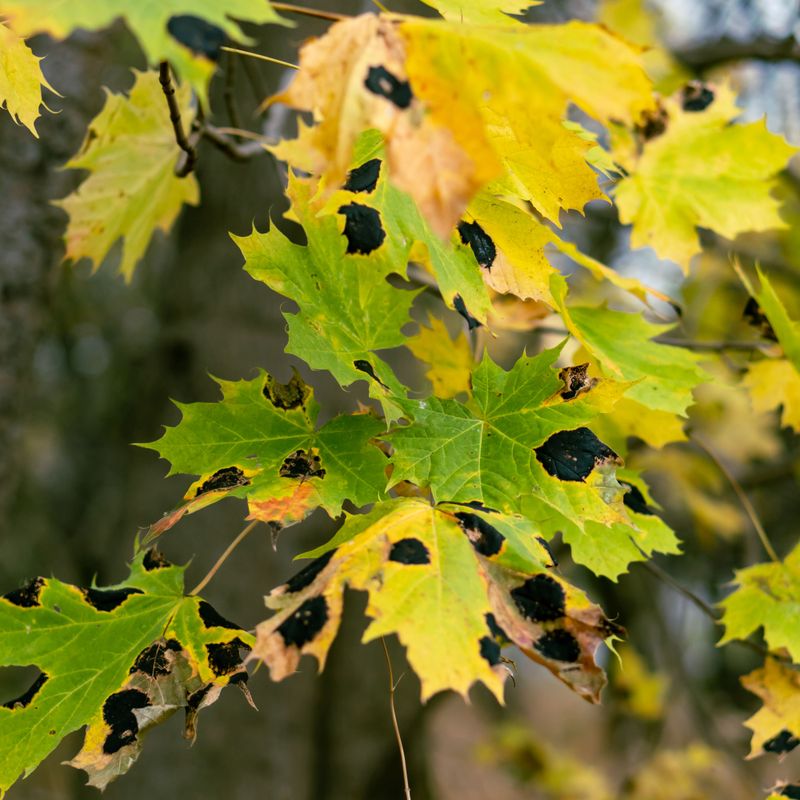 Fungal Diseases Common To Illinois Summers